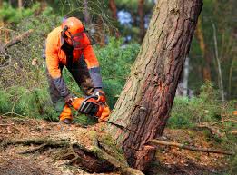 Best Tree Trimming and Pruning  in Maywood, CA